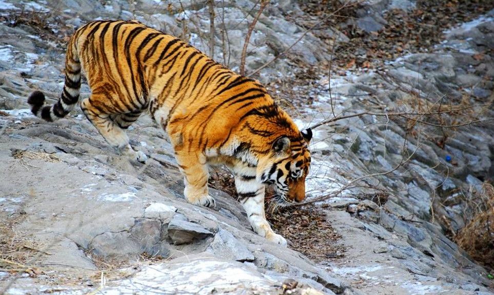 [老虎]老虎吃人后，为何一定要被杀掉？后果比我们想得还严重