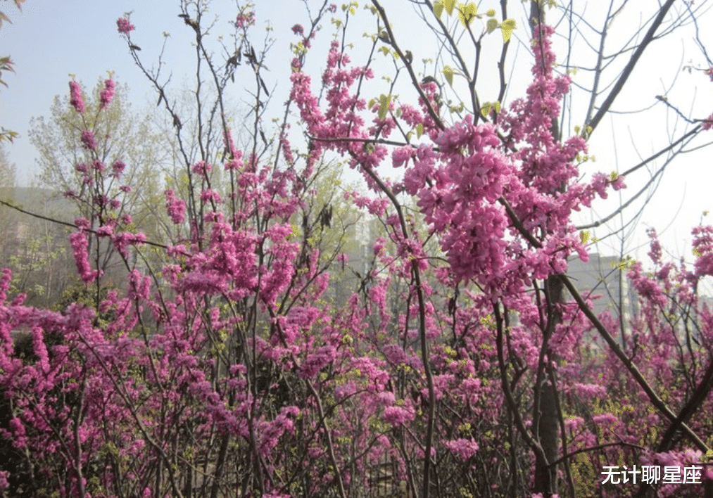 |职场中会得到贵人扶持的4个星座，看似步步高升，实则付出努力