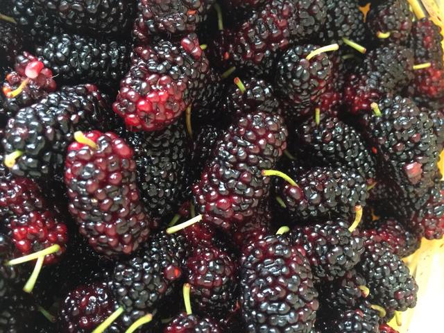 「桑葚」7月看到此水果别犹豫！买10斤做成“万能酱”，滋阴又润燥超养肤