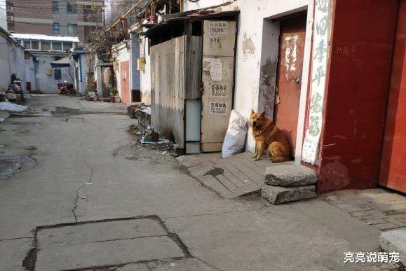 土狗总往外跑，网友一气之下把它轰出去了，它却不敢跑去玩