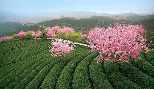 摩羯座|十月中旬，喜鹊登枝，旧情复燃，情深缘重，甜甜蜜蜜，携手余生