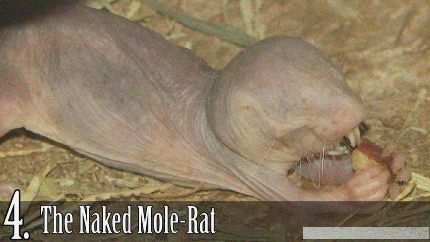 「裸鼹鼠」全世界最丑的十大生物，第一名被黑了好多年，心疼！