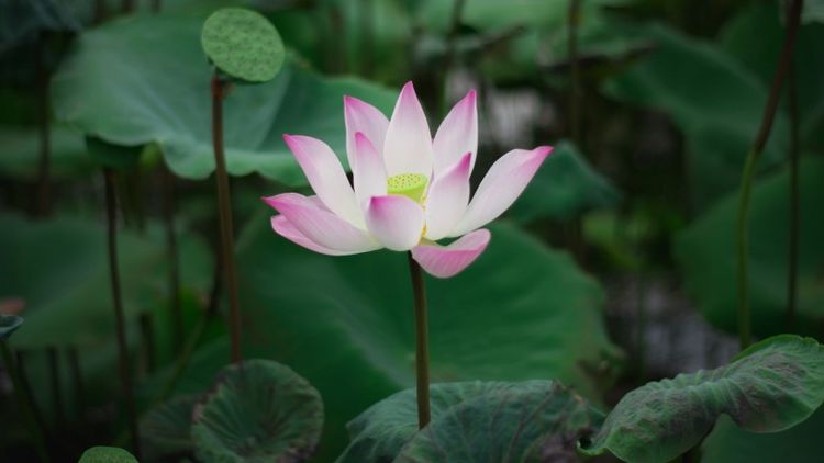 生肖|未来一月内好运爆表，可以接到大笔的金银财宝的四大生肖