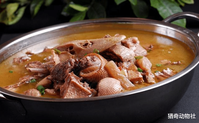 |“千年王八好找，十年老鸭难寻”有没有科学依据？