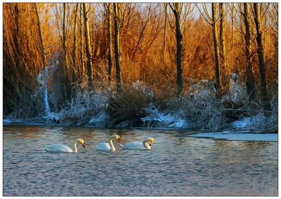喀纳斯▲这极致的美景,不知道看完的你,会不会有立刻动身的冲动?