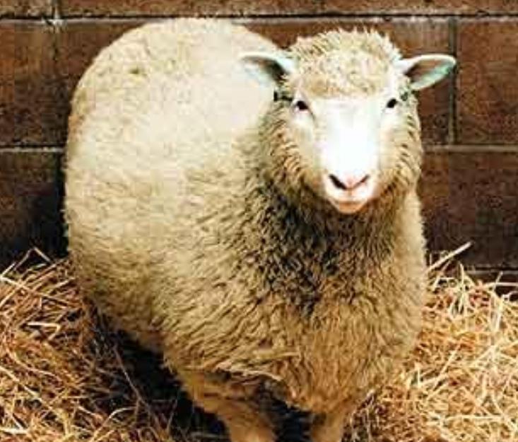 |为何至再今无人提克隆了？看看克隆羊“多莉”的下场，就全懂了！