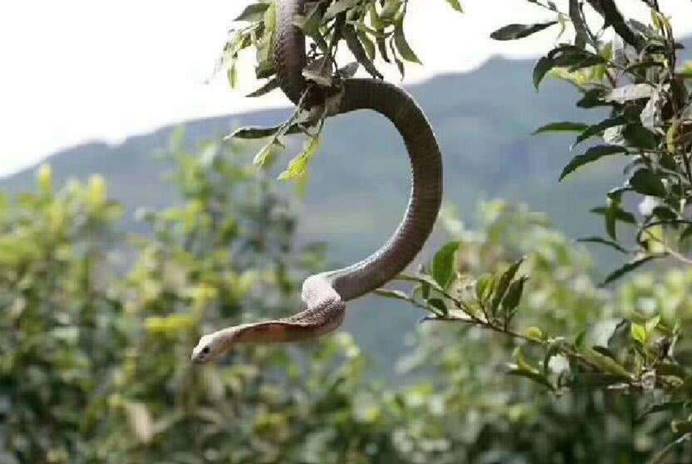 动力学|没翅膀却会飞，研究员发现金花蛇的秘籍，它已掌握“空气动力学”