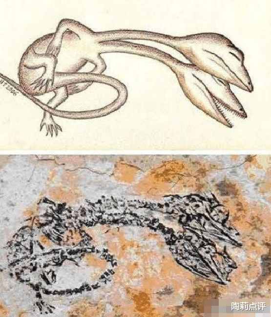 |长着“两个头”的蛇类——双头蛇,看上去可怕,却是个“战五渣”