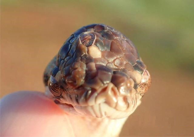 澳大利亚：三眼怪蛇现身澳大利亚，研究显示眼睛功能一切正常