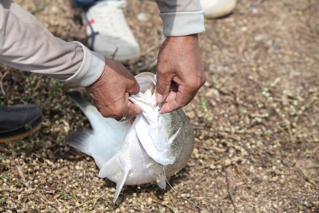 深水区|深秋刮风下雨钓鱼，窝料、钓点和钓饵的深度分析和解决技巧