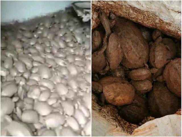 饵料|鳜鱼泛滥、乌龟成灾，捕捞垂钓洪水冲来的水族，是趁火打劫吗？