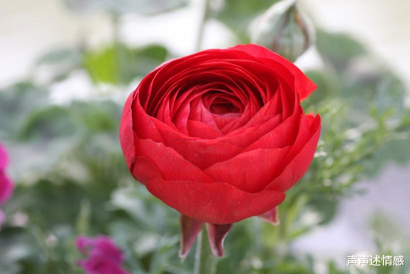 生肖:7月下旬桃花红红,爱情说来就来,有望结成好姻缘的4生肖