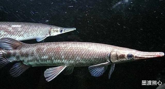 『』“淡水杀手”雀鳝:体长1米多、能生200多万鱼崽,被我国视作危险