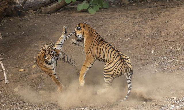 老虎■老虎求爱不成妄图武力威胁，被摄影师全程拍下，表情动作实在高能