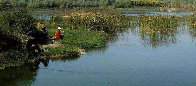 |老话讲“钓鱼要钓草，不然要白跑”！但这4种水草钓也白跑
