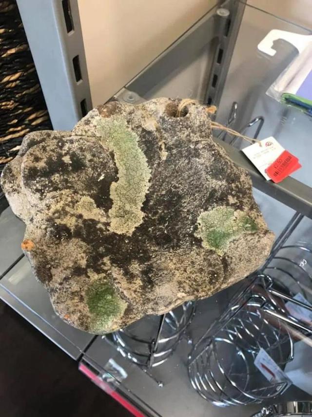 冰川思想库|英国女子2.5英镑买回一块青苔水泥块，网友：感觉错过了一个亿