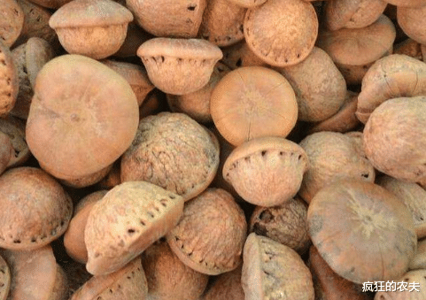 |3年结1次果，过去掉一地没人要，如今因长相奇特走红，1斤卖25元