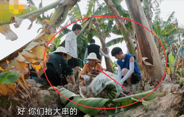 『何炅』向往4：香蕉砸地上，何炅首次一言不发没救场，谁注意郭麒麟咋摘的？