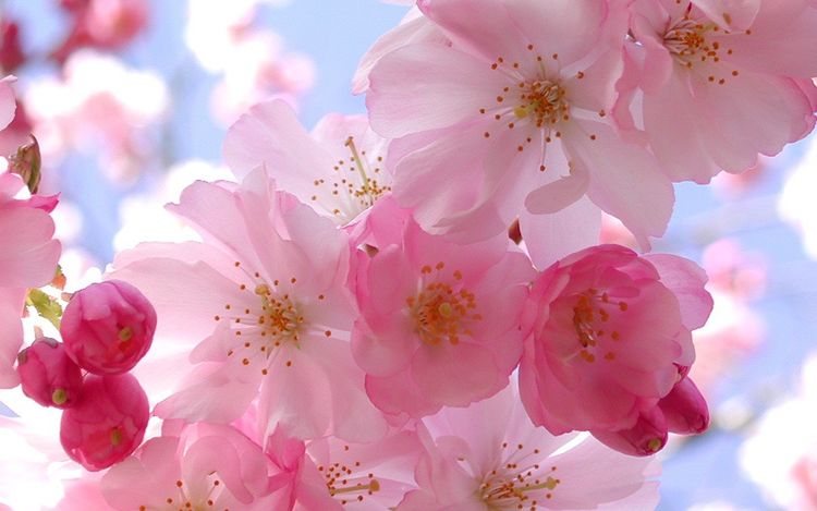 十二星座▲财神说:十二生肖最旺夫的女生肖,娶了旺夫旺家,你家有吗?