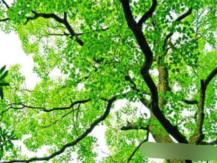 天秤座|八月上旬天降鸿福，财运旺盛如火，事业顺风顺水的三生肖