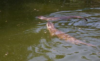 []传说中的“水猴子”究竟是什么？为何老一辈的人对此这么恐惧？