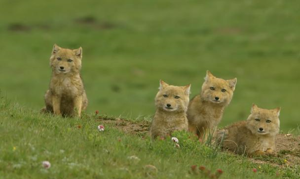 藏狐■世界上最欠扁的动物，长得简直跟闹着玩似的，谁见了都想揍它一顿