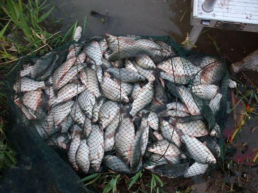 []活鱼保鲜的六种方法，还是古人厉害，弓过的鱼可以存活十个小时