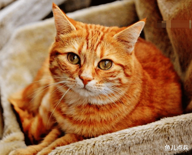 澳洲:又一物种泛滥澳洲,每年杀死10亿只动物,中国人却把它当祖宗