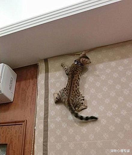 女子发现墙上趴着东西，以为是什么动物跑进家里，看了看不淡定了
