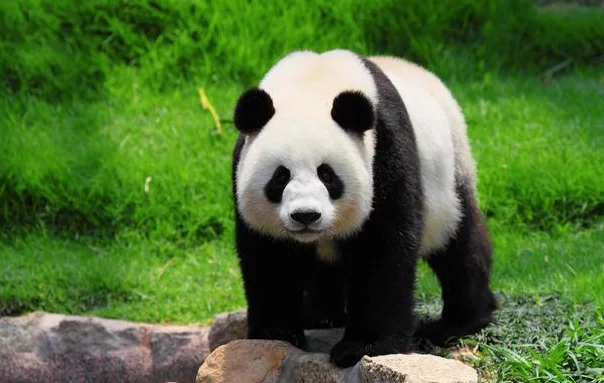 老虎|为什么狮子老虎见到大熊猫要绕道走？看完大熊猫的来历，就明白了