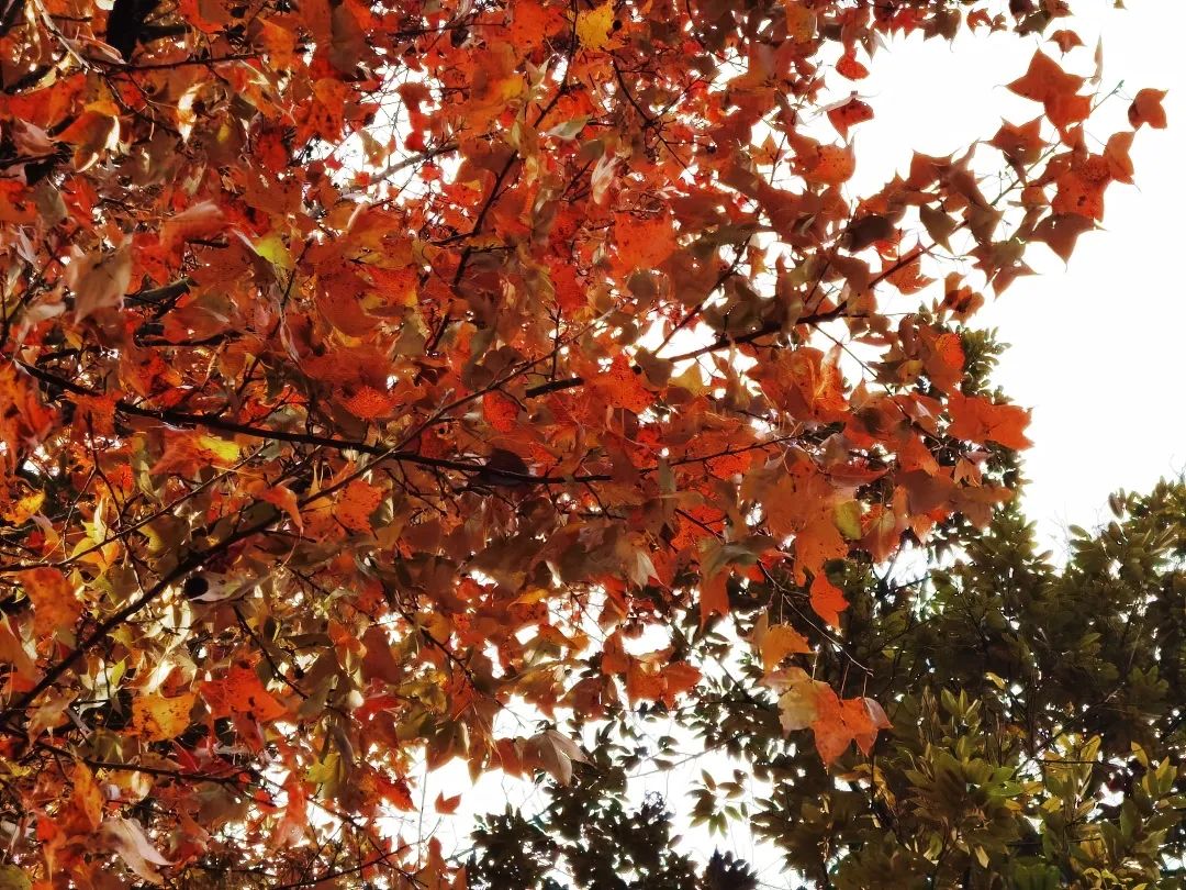 环江毛南族自治县|环江：诗意满满红枫林，喜迎游客赏美景