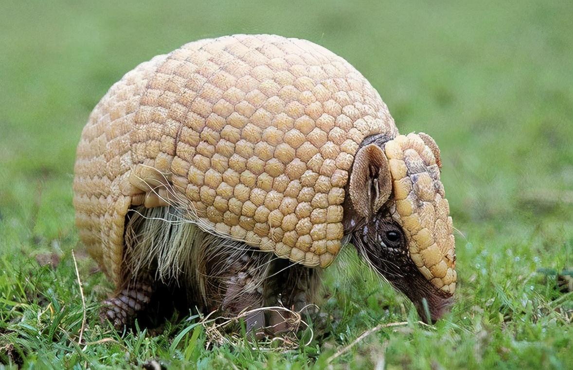 恐龙|很遗憾的告诉你,那些你印象中的古生物形象,其实基本上都是错误的