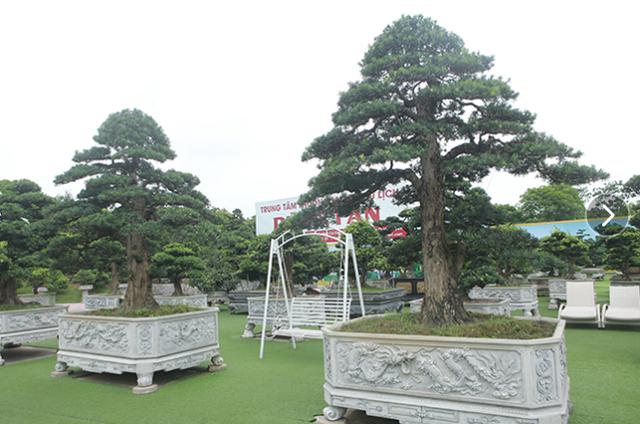 睹图|?男子花30万买回3棵古树，如今有人出120万买一棵不舍得卖