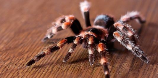 蜘蛛|十分恐怖的生物，蛇身蜘蛛尾，蜘蛛与蛇的完美结合，恐怖系数翻倍