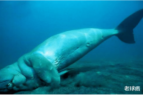 科学家▲美人鱼踪迹暴露？我国南海出现“人鱼”，或与海底文明有关