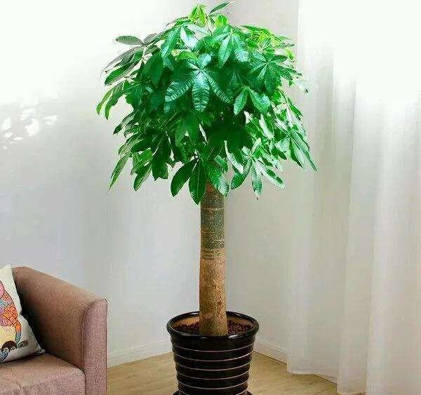 春节到了客厅里摆放什么植物寓意吉祥最好？