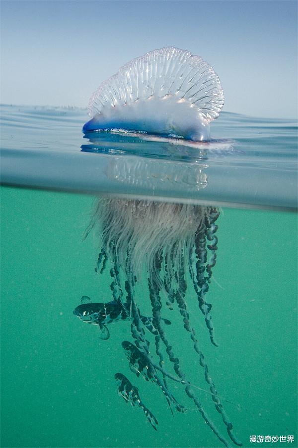 蜘蛛|残酷的大自然，看得身体发凉