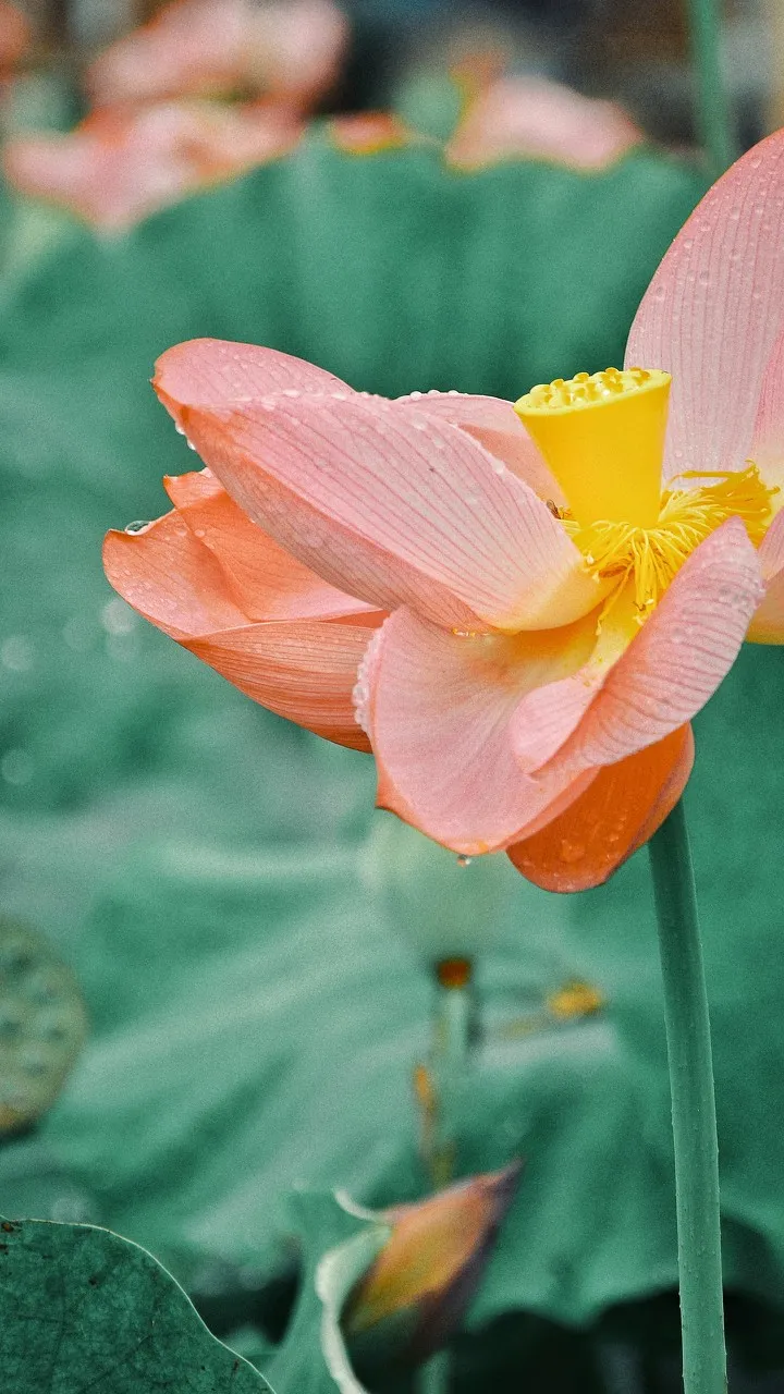 【旅行】攒钱也要去的10个地方，你去过几个？