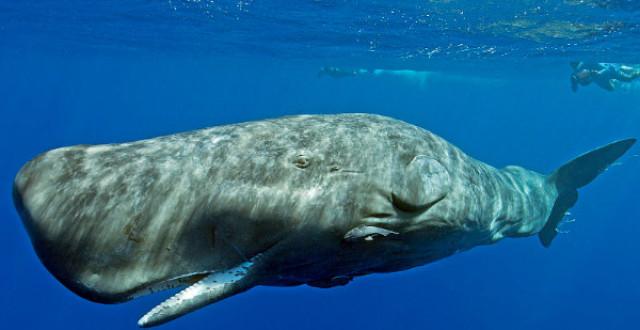 抹香鲸|抹香鲸为什么喜欢对付大王乌贼?