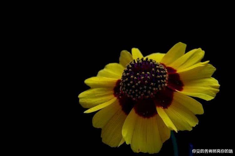 运势▲6月下旬开始财运一路旺，事业宏图大展，富贵不离身的4大属相