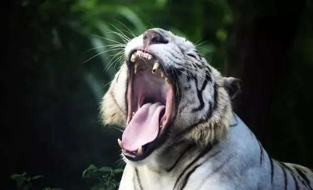 星座男@“虎虎虎”，您是哪年出生的？看看是不是发财虎！