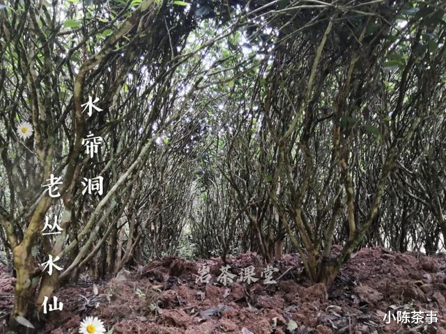 小陈茶事|武夷岩茶秘辛，三百多年的母树大红袍，为什么长不成参天大树？