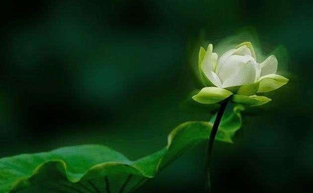 『灭世』四朵远古神莲，第三无天黑莲，第一不为天地所容，化成三教至宝！