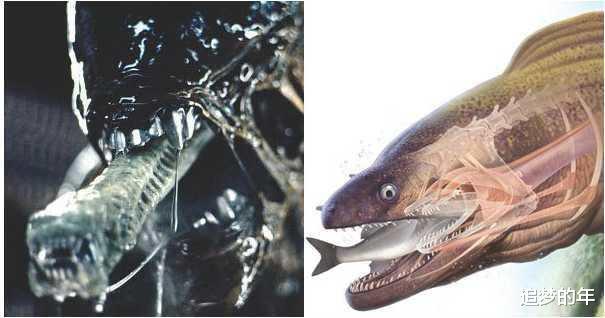 【裸鼹鼠】这些酷似异形的生物，的的确确是生活在地球上的，有些可怕