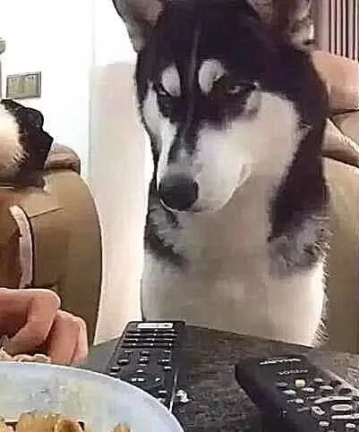 二哈吃不上煎饺一脸不屑，刚准备夸它硬气，下一秒主人笑到捶桌子