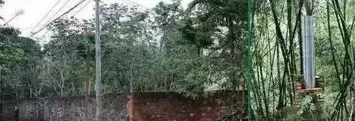 海南黄花梨|20年前黄花梨是这样卖的