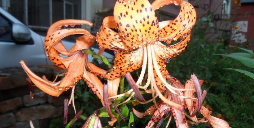 运势|10月底，幸福马上降临，爱情现身，有人告白，如获至宝的四大星座