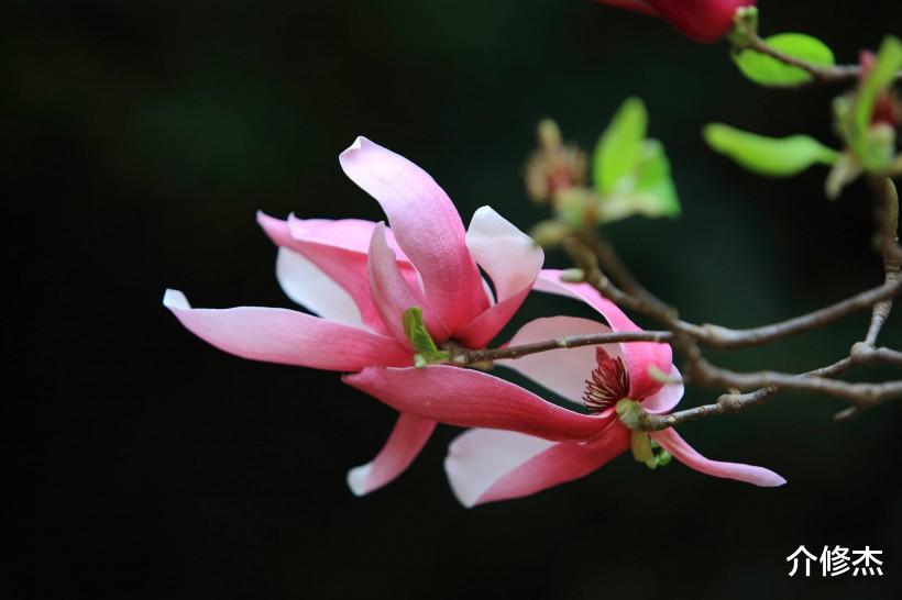 『运势』6月下旬,异性缘旺,开启桃花运势,脱单就在“下一秒”的4大生肖