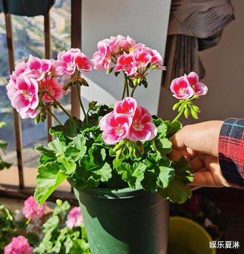 [水瓶座]下月，释怀过往，喜得真爱来敲门，3星座执子之手，从青丝到白发