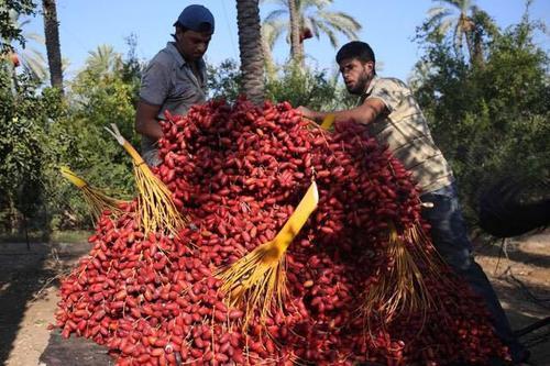 #水果#迪拜土豪最爱的零食，一斤售价高达三百元，在中国却无人问津